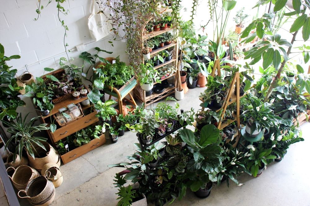 Epilo, Woolloongabba, plants, coffee  