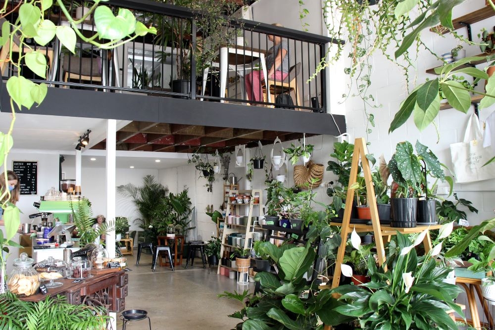 Epilo, Woolloongabba, plants, coffee  