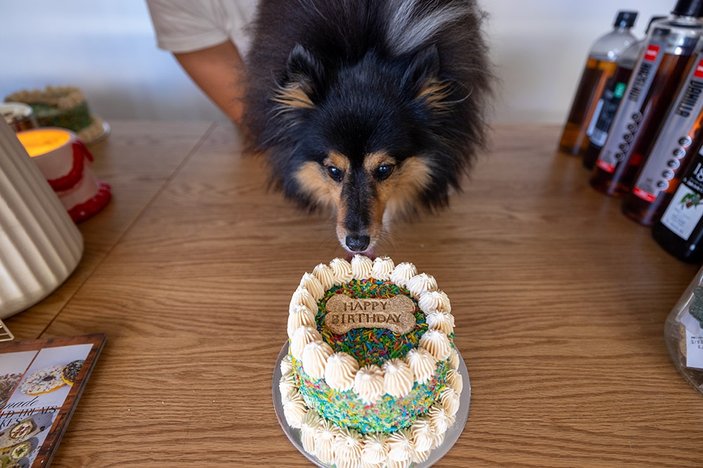 Dog with birthday cafe