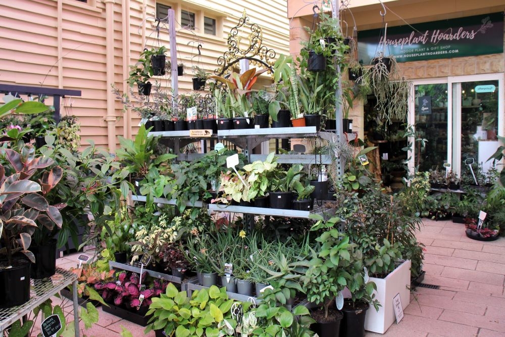 Houseplant Hoarders, Hendra 