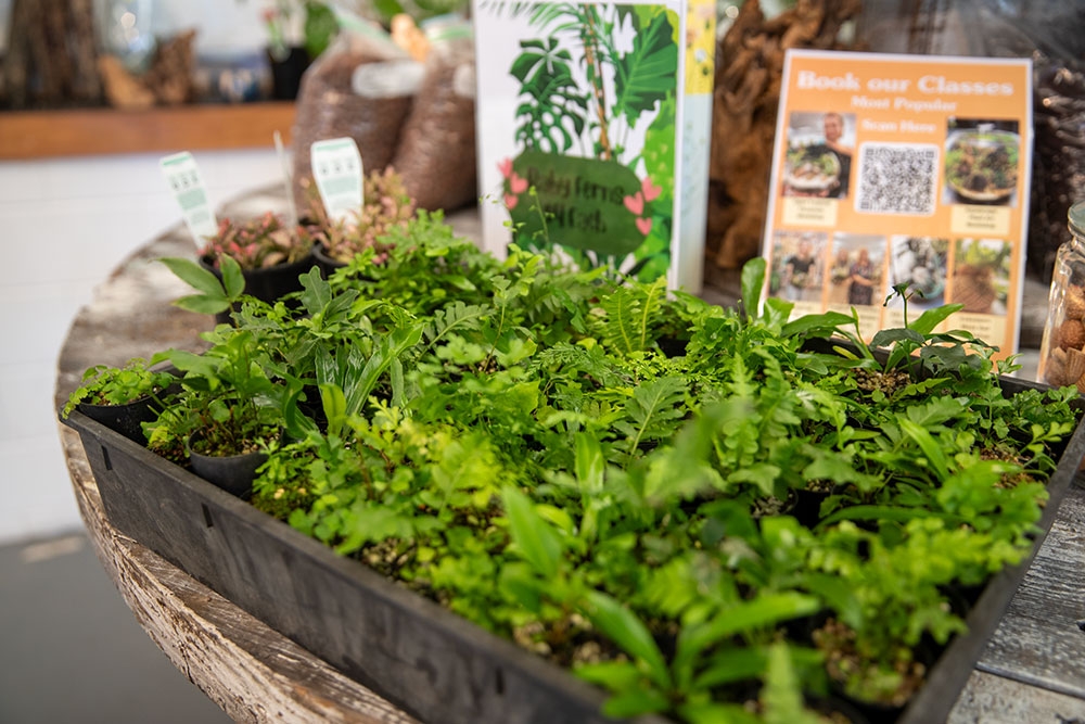 Live Plants at I Wet My Plants