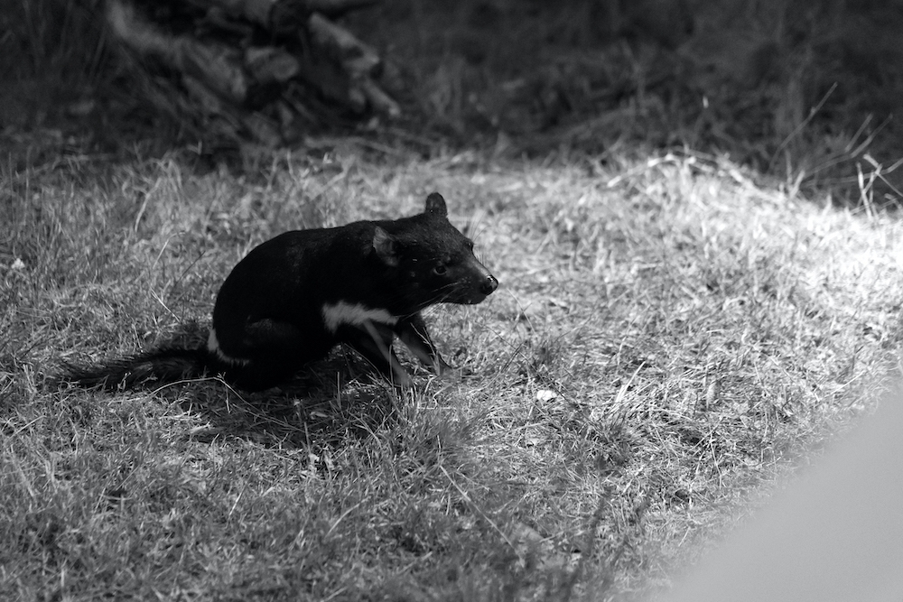 Lone Pine Koala Sanctuary's Nocturnal Tours