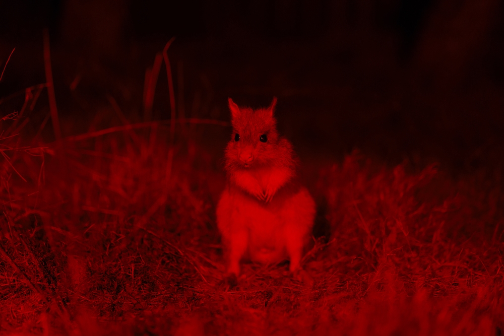 Lone Pine Koala Sanctuary's Nocturnal Tours
