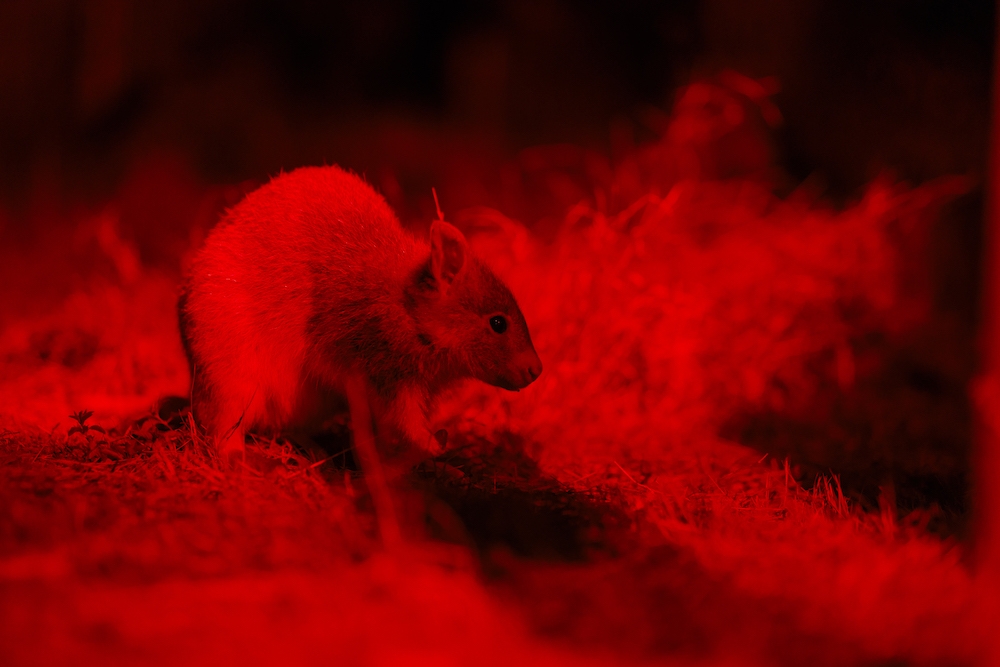 Lone Pine Koala Sanctuary's Nocturnal Tours