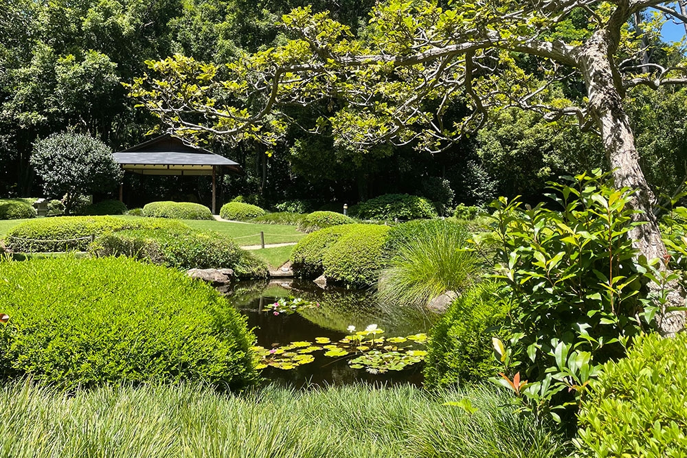 Japanese Garden Mt Coot-Tha Botanic Gardens | Must Do Brisbane
