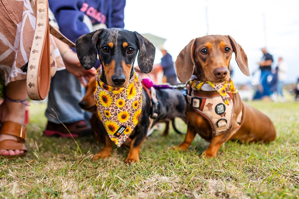 Sausage dogs