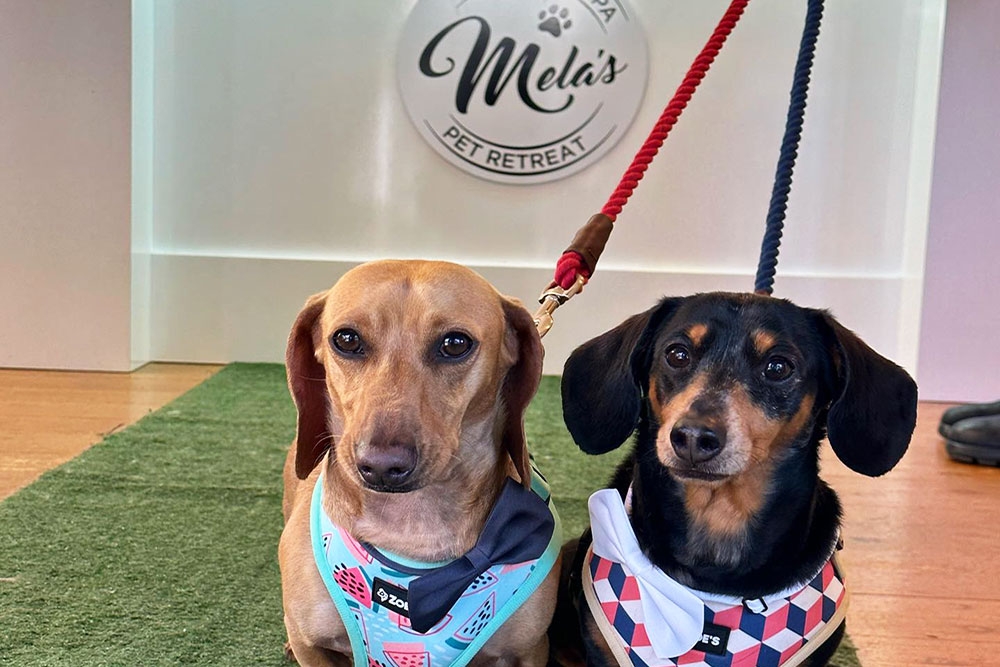 Mela's Doggy Day Spa & Pet Retreat