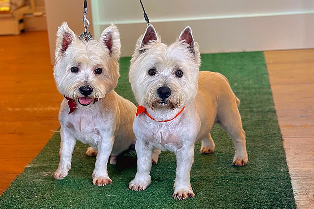 Mela's Doggy Day Spa & Pet Retreat