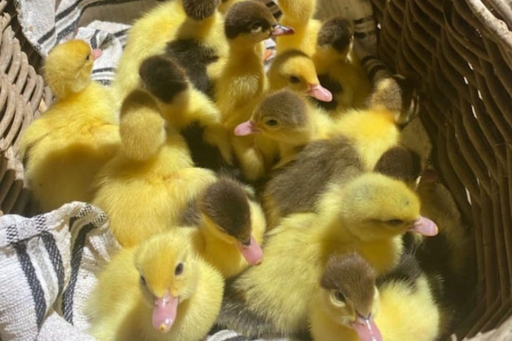 Baby chicks at Moggill Farm Day