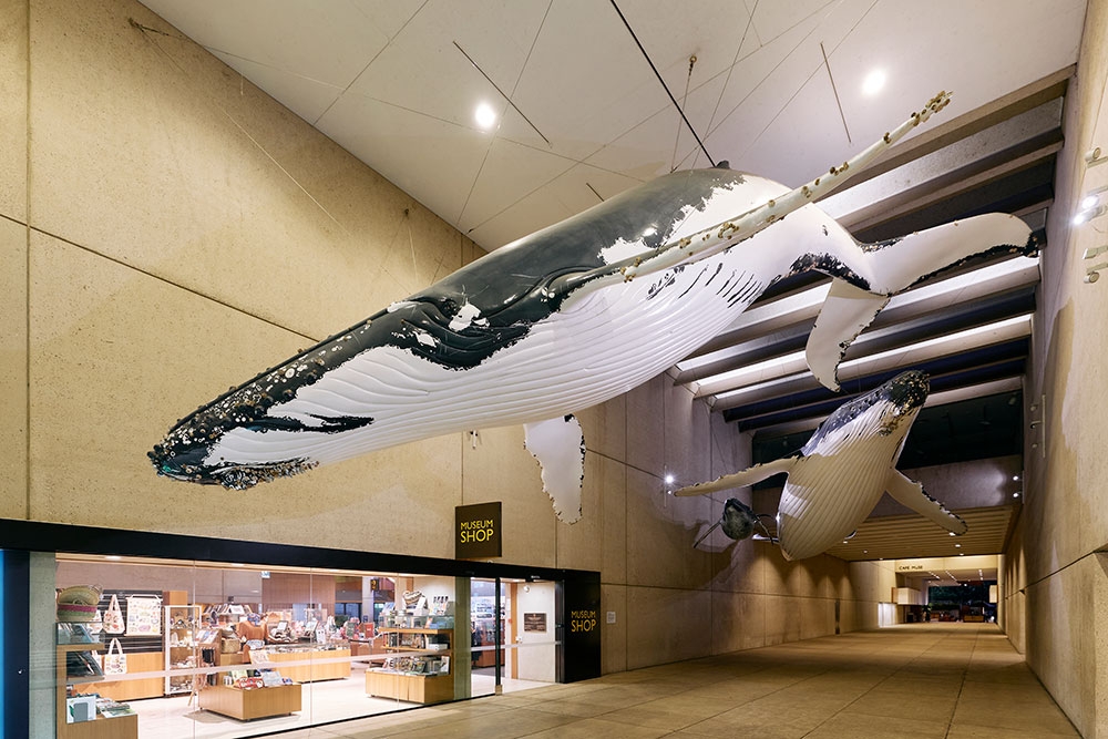 Whale exhibit inside Queensland Museum Kurilpa