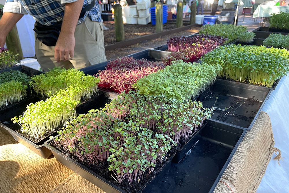 Rresh produce at Northey Street Organic Farmers Market, Windsor
