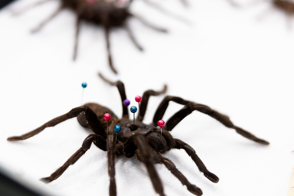 A spider with pins in it 