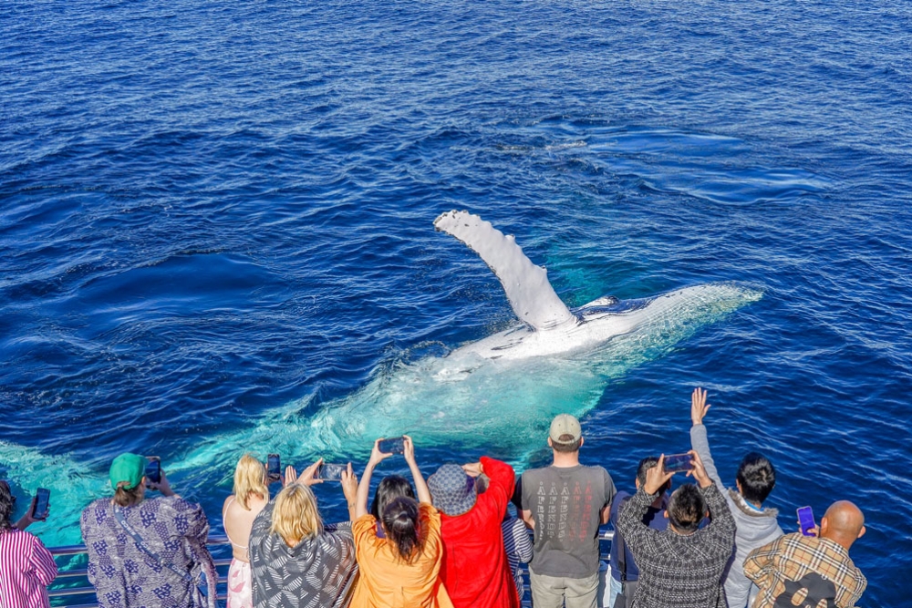 Crowd whale watching 