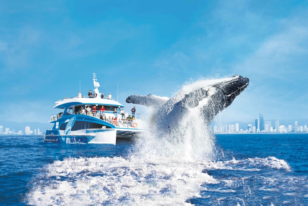 Whale jumping in front of cruise 