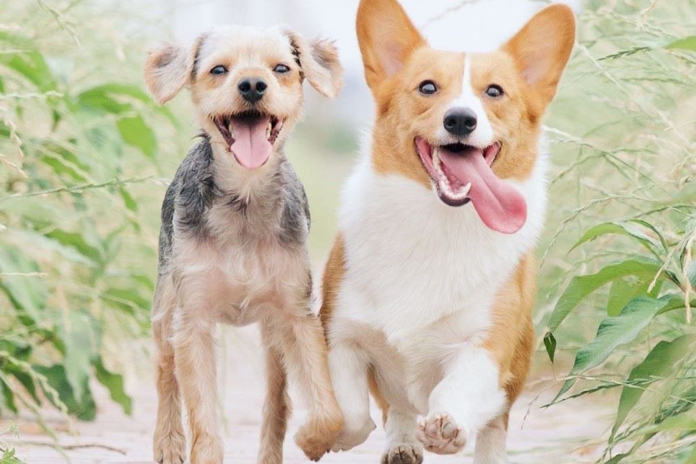 Pooch & Paws Pet Market, Mt Gravatt