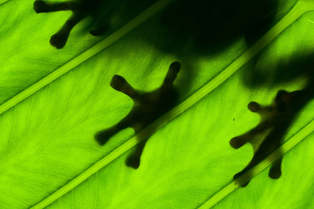 Science Night - Amphibians with Dr Ian Brennan