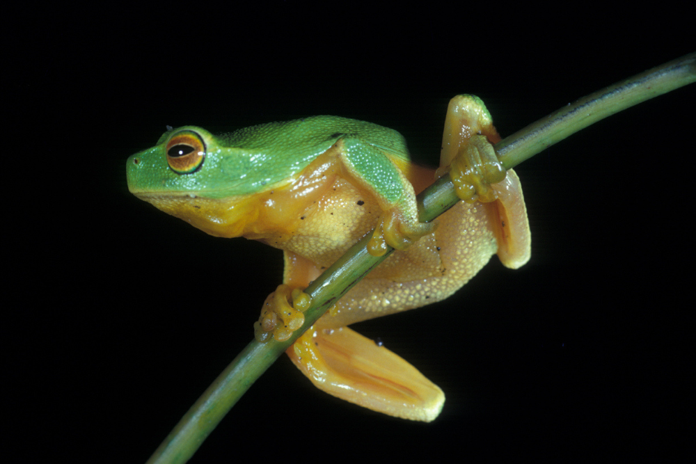 Science Night - Amphibians with Dr Ian Brennan