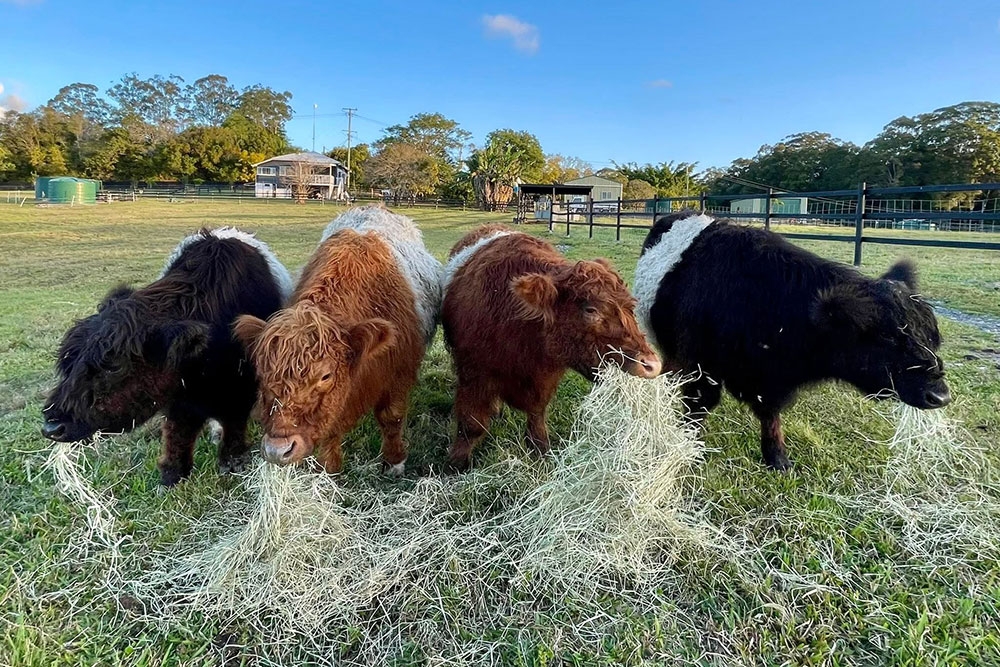 Cows at Sixty6 Acres Woombye