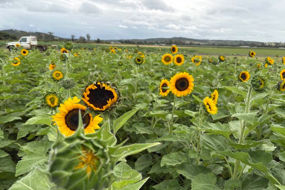 Field of sunflowers at Sunflowers on Kents 