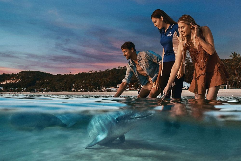 People feeding dolphins Tangalooma