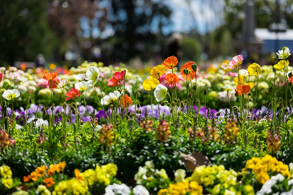 Flowers blooming at Toowoomba Carnival of Flowers 