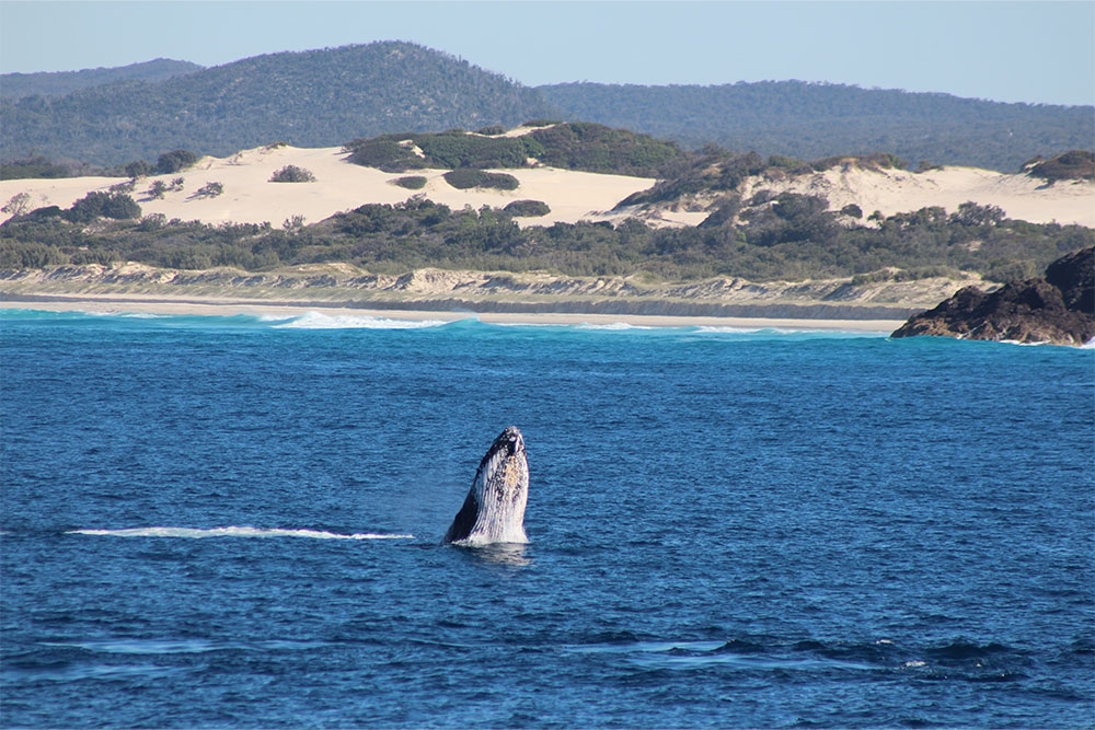 Whale breaching of Moreton Island 