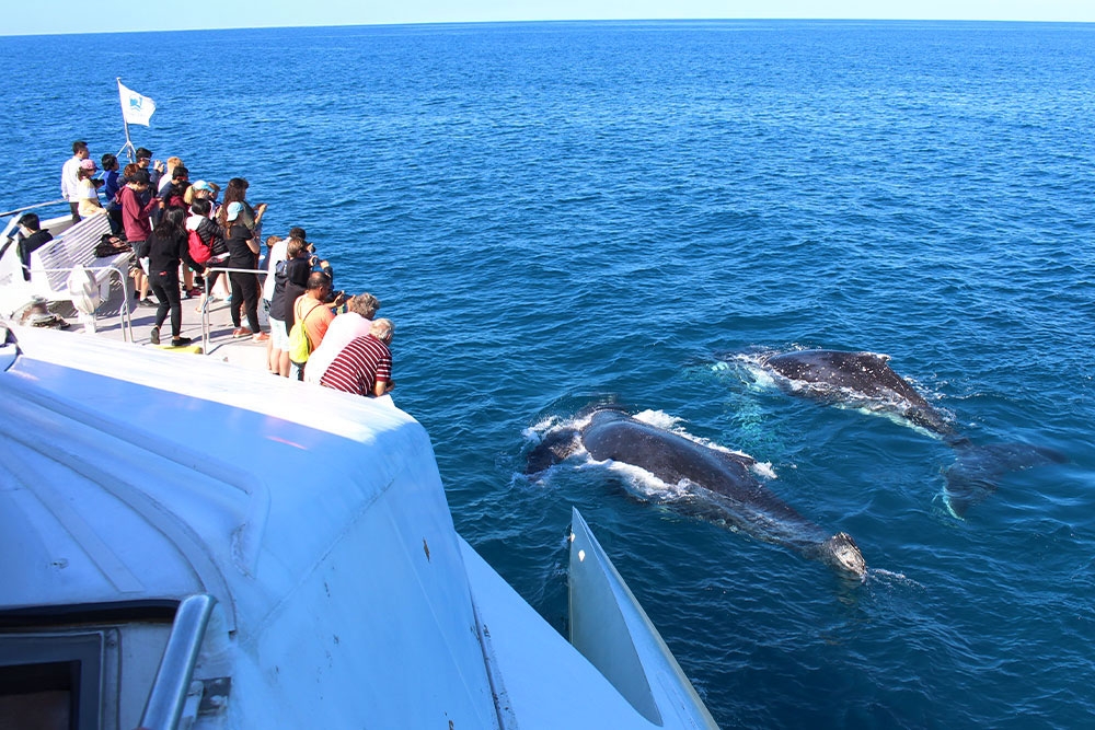 People watching whale from boat