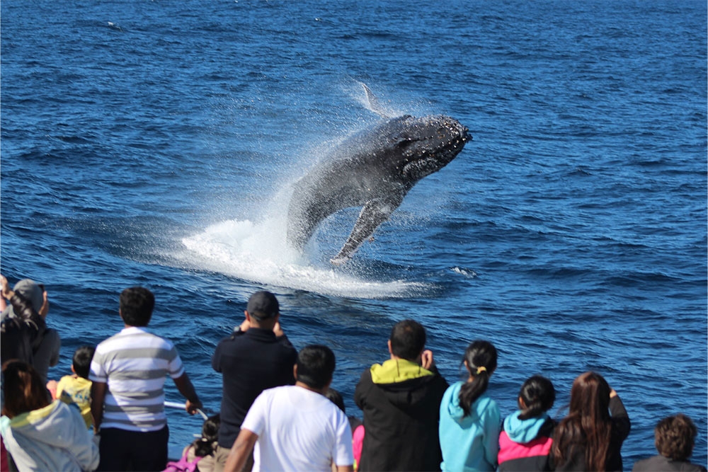 Whale breaching near boat