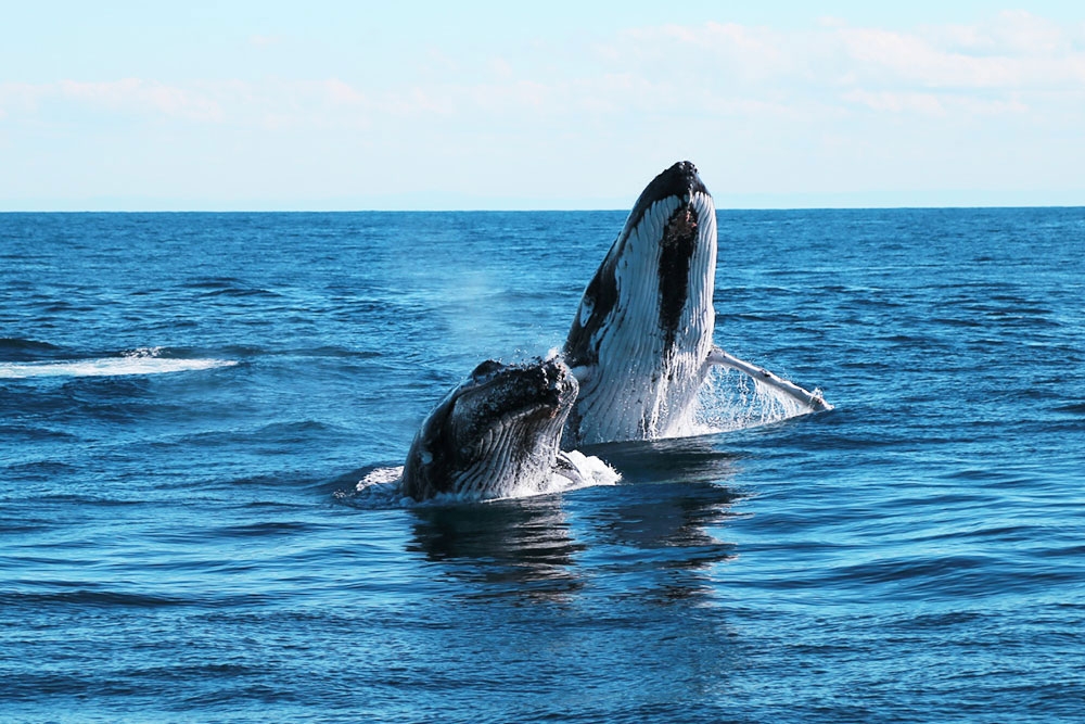 Whale and calf playing