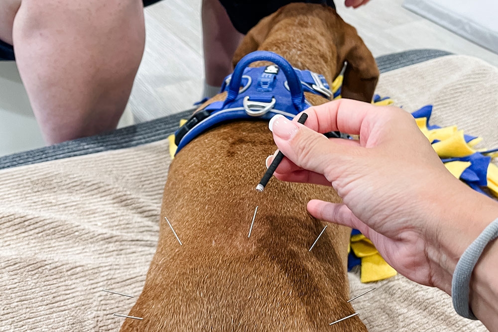 The Acupuncture Vet, Paddington 