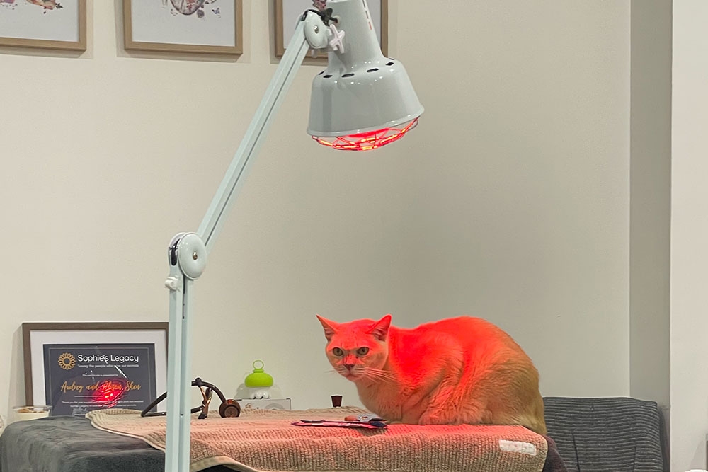 The Acupuncture Vet, Paddington 