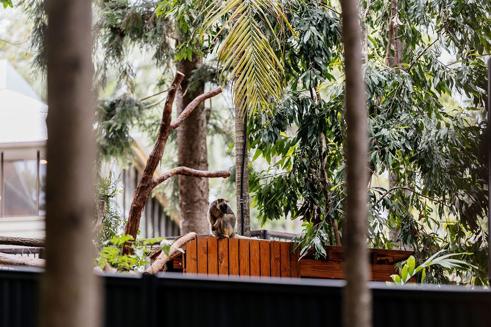 Bird on ledge at Walkabout Creek