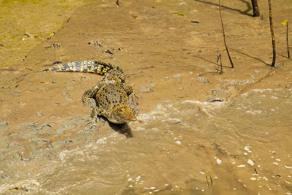 Crocodile in mud at edge of creek