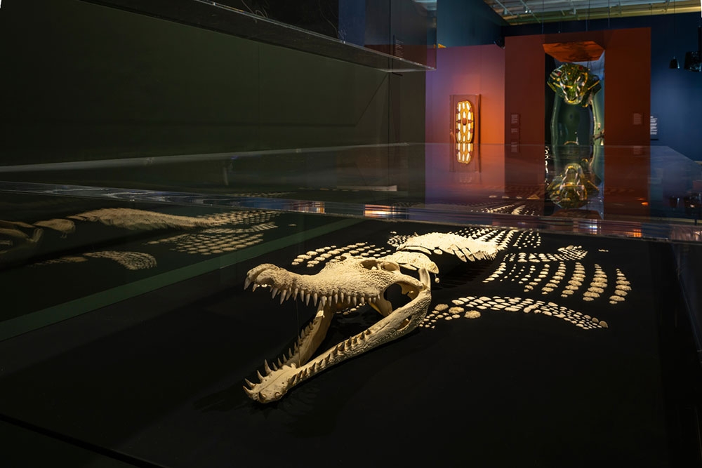 Crocodile skeleton
