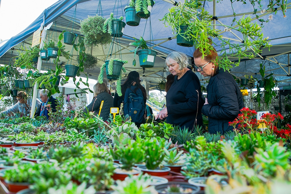 People browsing plants