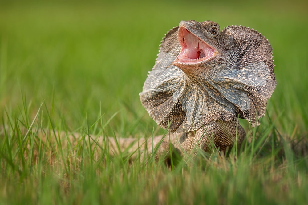Queensland Reptile Exhibition Brisbane Showgrounds | Must Do Brisbane - Why Do Reptiles Exhibit This Behavior