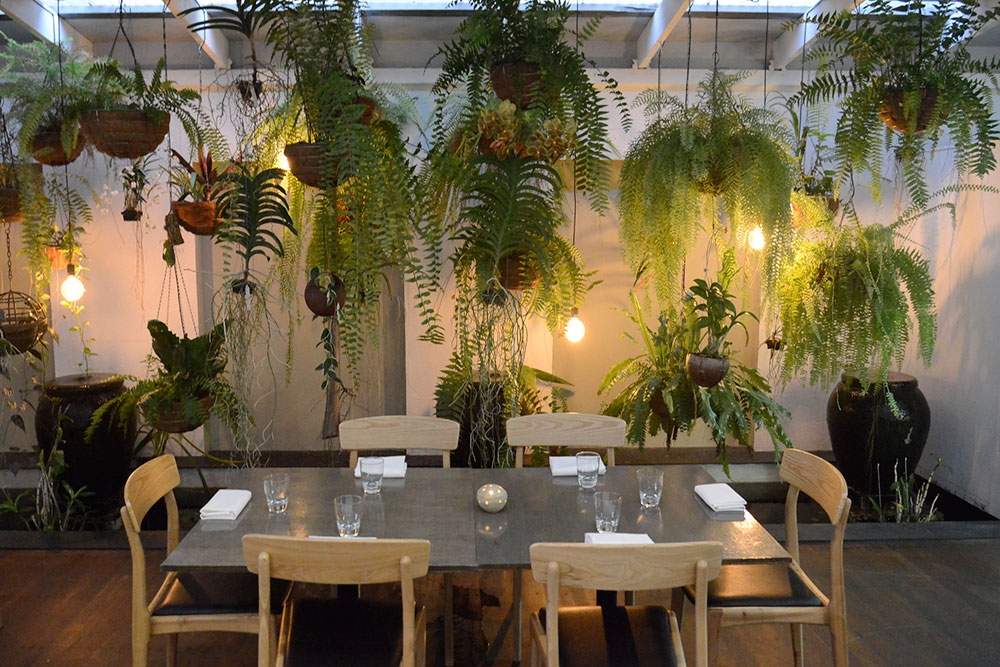 Dining table surrounded by wall of hanging pot plants