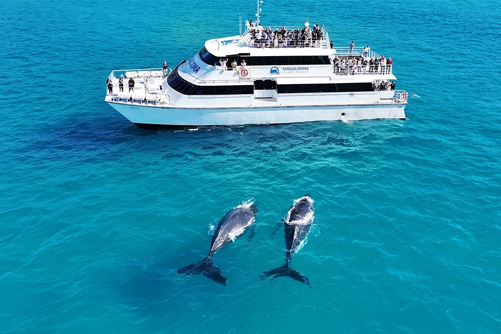 Whale Watching Tangalooma Island Resort
