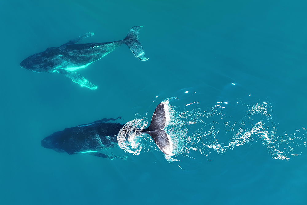 Whale Watching Tangalooma Island Resort