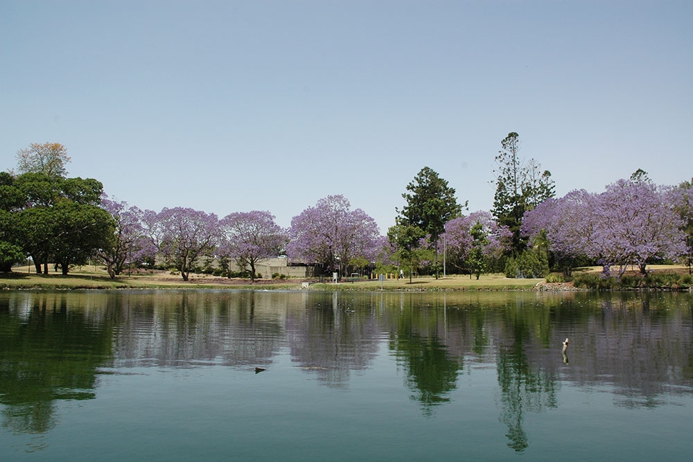 Jacarand tree and bush along walking path in Yeronga next to Brisbane River.