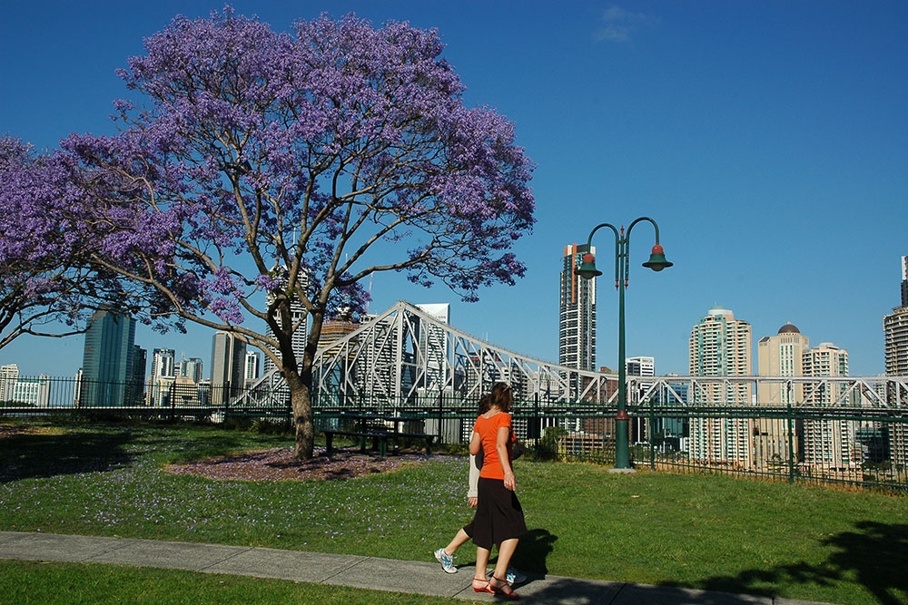 Jacarada tree in bloom in Wilson Outlook Reserve park overlooking story bridge at sunrise in New Farm.
