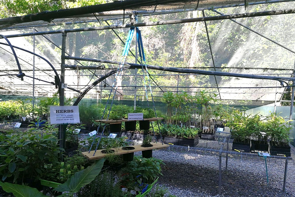 Plants for sale at Paten Park Nursery