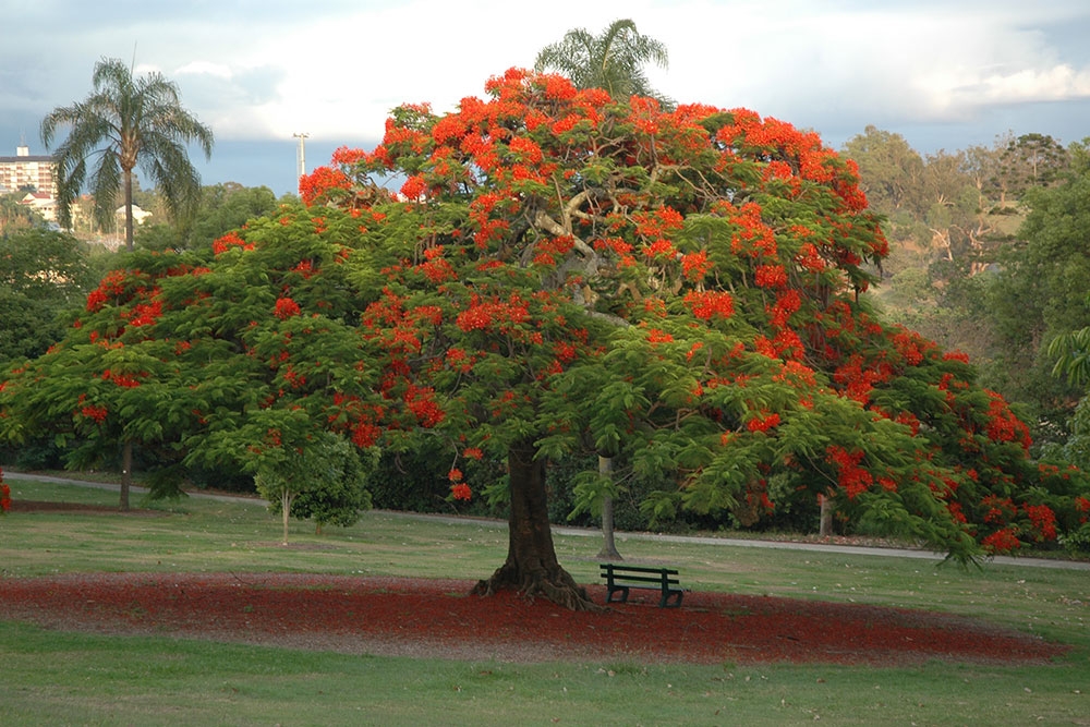 Flowering poinsettia tree at Victoria Park Spring Hill