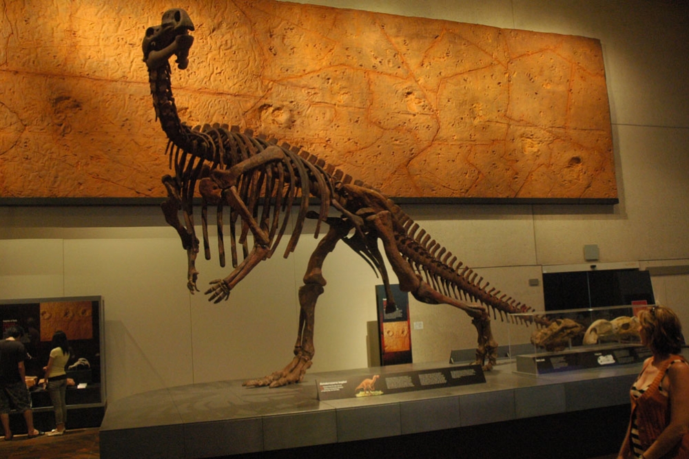 Queensland Museum Kurilpa at South Bank