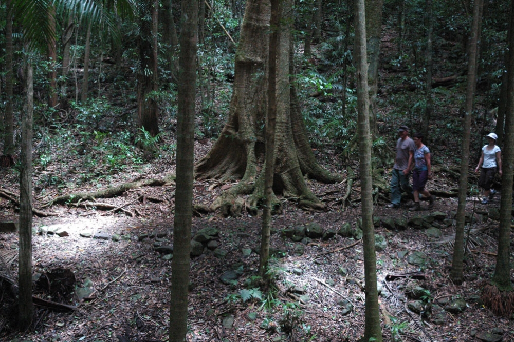 people walking in Rainforest Circuit Mt Glorious surrounded by tropical rainforest trees.