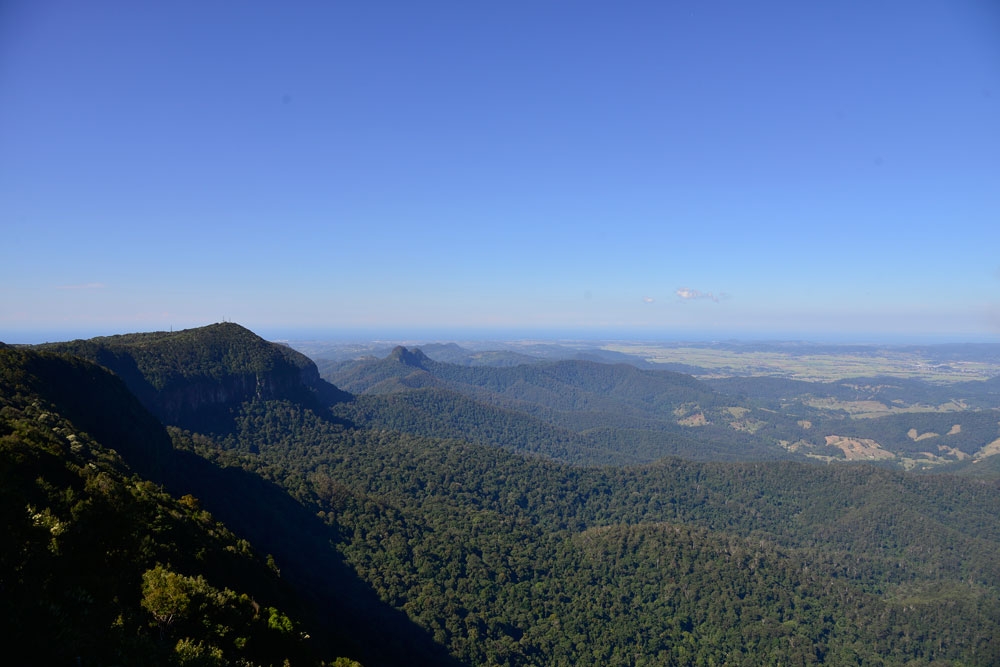 springbrook-best-of-all-lookout-antarctic-beech-trees
