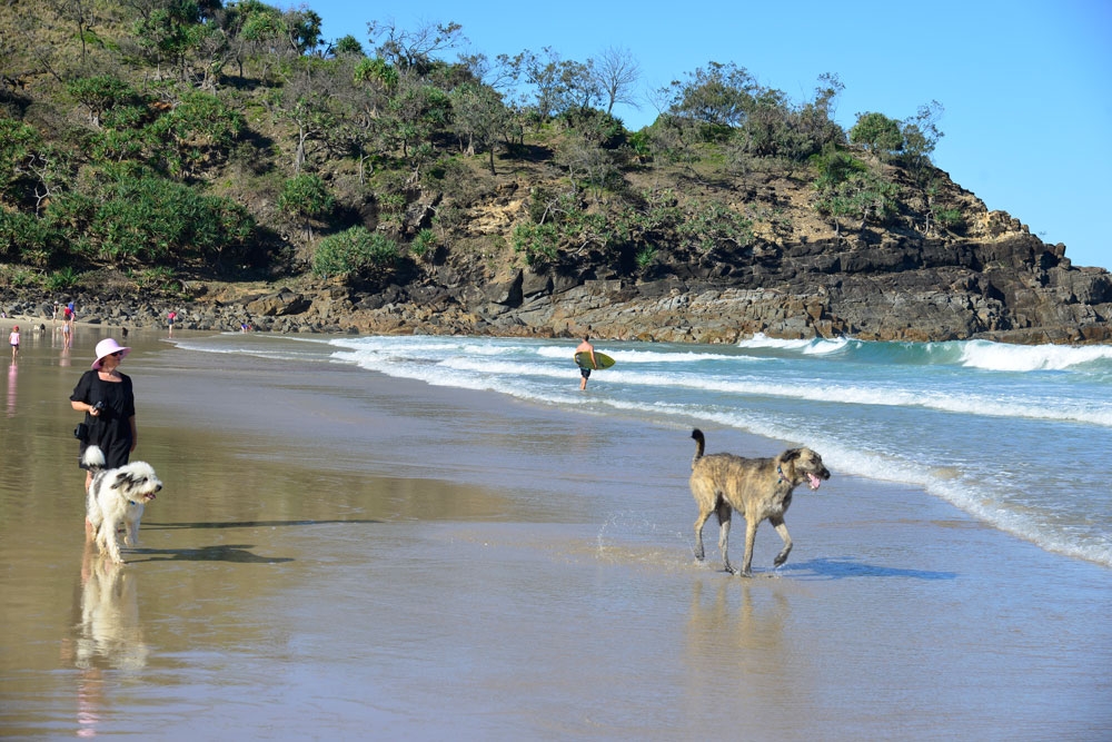 Sunshine Beach Dog Off Leash Beach  Must Do Brisbane
