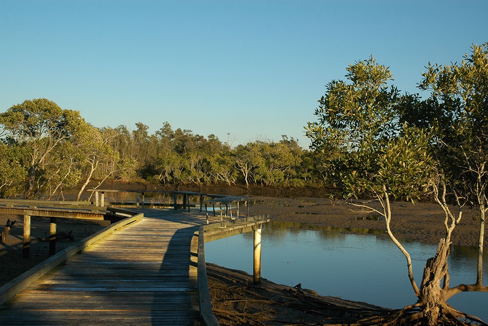 Boardwalk in the Tabbil-Ban Dhagun Track Boondall Wetlands 