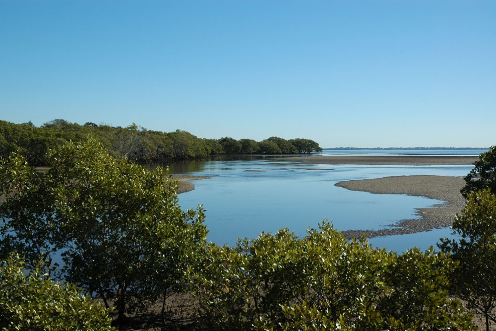 View of water and mangroves from Boondall Weltlands walk