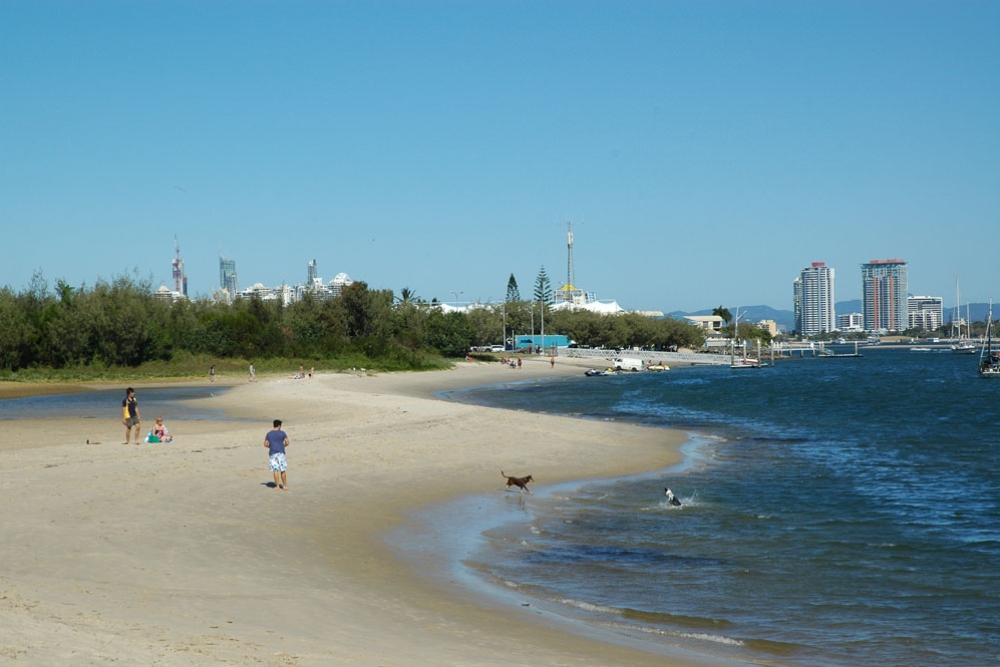 The Spit Dog Off Leash Beach Southport  Must Do Brisbane